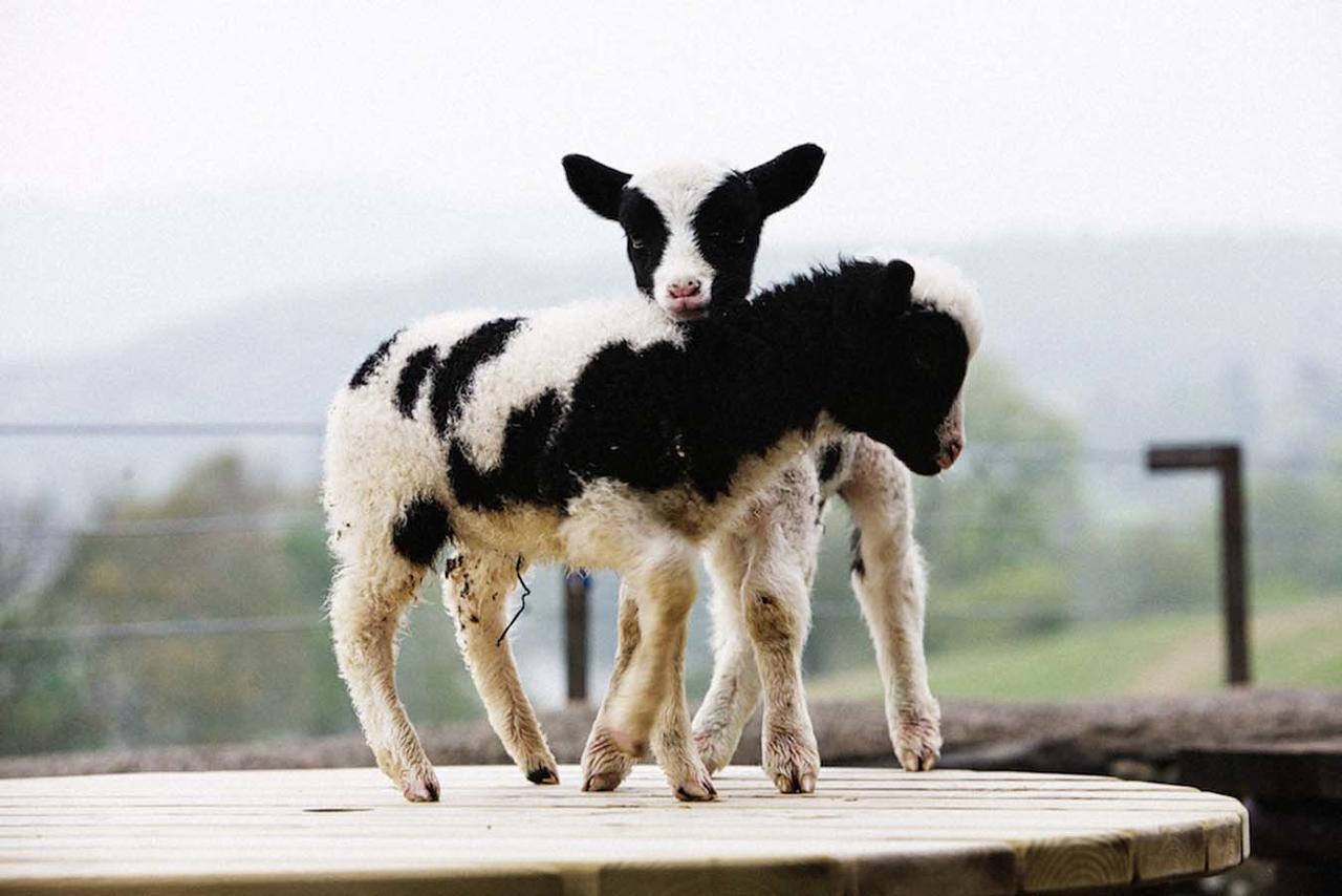 מלון קוניסטון Bank Ground Farm מראה חיצוני תמונה